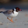 Kulik cernohlavy - Thinornis cucullatus - Hooded Plover o5102